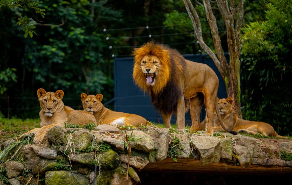 Zoológico de São Paulo